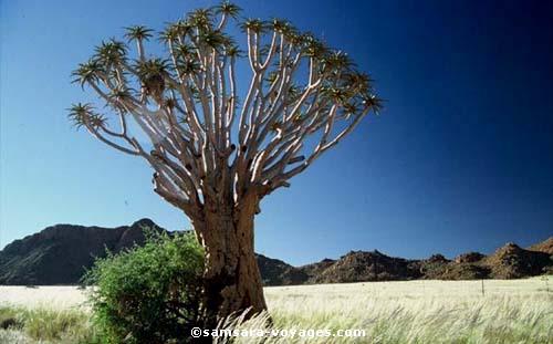 Arbre Carquoi ou Kokkerboom