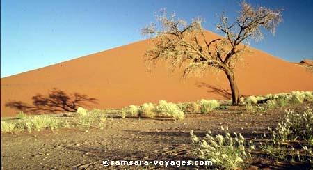 Dune et acacia