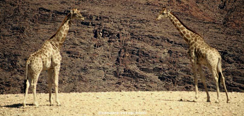 Girafes dans le kaokoland, Namibie