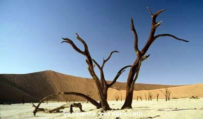 Dans la cuvette de Dead Vleï