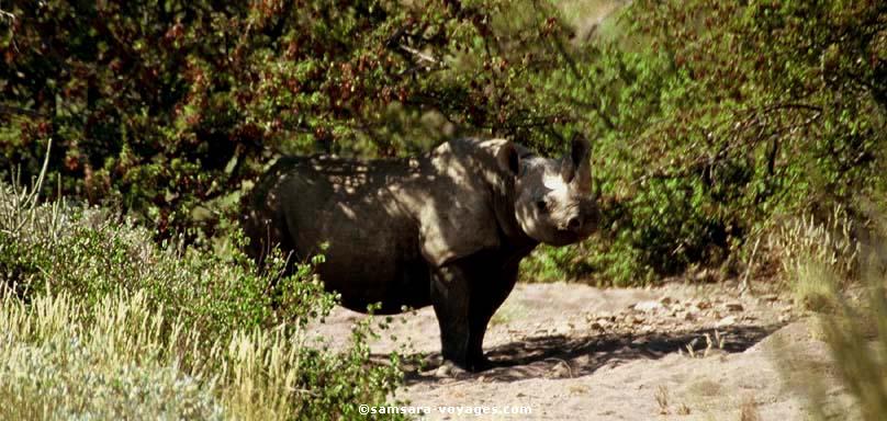 Rhinoceros noir dans le Damaraland