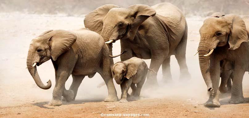 Elephants du désert dans le Kaokoland