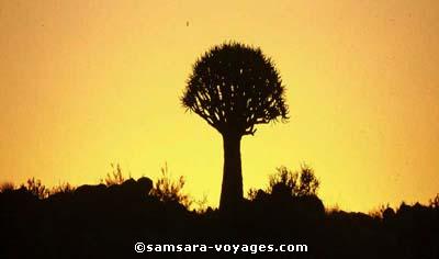 Kokerboom ou arbre Carquois