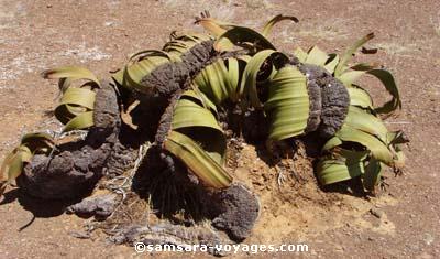 Welvitchia Mirabilis